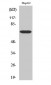 Follistatin Polyclonal Antibody