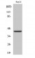 FOP Polyclonal Antibody