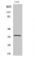 Fos B Polyclonal Antibody