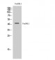 FoxD4L1 Polyclonal Antibody