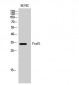 FoxE1 Polyclonal Antibody