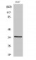 FoxL1 Polyclonal Antibody