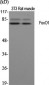 FoxO1 Polyclonal Antibody