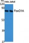 FoxO1A Polyclonal Antibody