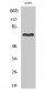 Frizzled-3 Polyclonal Antibody