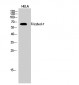 Frizzled-7 Polyclonal Antibody