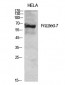 Frizzled-7 Polyclonal Antibody