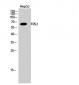 FRS2 Polyclonal Antibody