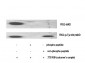 FRS2 Polyclonal Antibody