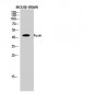 Fusin Polyclonal Antibody