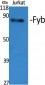 Fyb Polyclonal Antibody