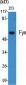 Fyn Polyclonal Antibody