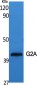 G2A Polyclonal Antibody