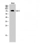 Gab 2 Polyclonal Antibody