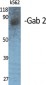 Gab 2 Polyclonal Antibody