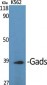 Gads Polyclonal Antibody