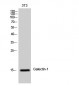 Galectin-1 Polyclonal Antibody