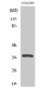 Galectin-4 Polyclonal Antibody