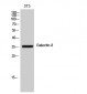 Galectin-8 Polyclonal Antibody