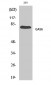 Gas6 Polyclonal Antibody