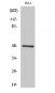 GATA-4 Polyclonal Antibody