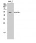 GATA-4 Polyclonal Antibody