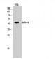 GATA-4 Polyclonal Antibody