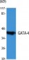 GATA-4 Polyclonal Antibody