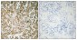 GATA-5 Polyclonal Antibody