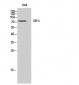 GBP4 Polyclonal Antibody