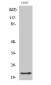 GCG Polyclonal Antibody