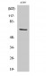 GCSc-γ Polyclonal Antibody