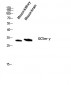GCSm-γ Polyclonal Antibody