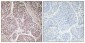 GDF-9 Polyclonal Antibody