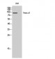 Gemin3 Polyclonal Antibody