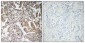 Ghrelin Polyclonal Antibody