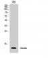 Ghrelin Polyclonal Antibody