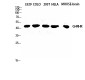 GHRH-R Polyclonal Antibody