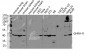 GHRH-R Polyclonal Antibody