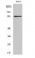 GIT2 Polyclonal Antibody