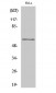 GK2 Polyclonal Antibody