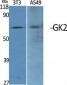 GK2 Polyclonal Antibody