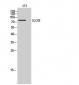 GLCNE Polyclonal Antibody