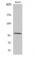 GLK Polyclonal Antibody