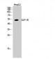 GLP-1R Polyclonal Antibody