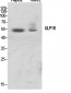 GLP-1R Polyclonal Antibody