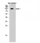 GluR-1 Polyclonal Antibody