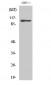 GluR-2 Polyclonal Antibody