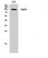GluR4 Polyclonal Antibody