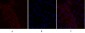 Glut1 Polyclonal Antibody